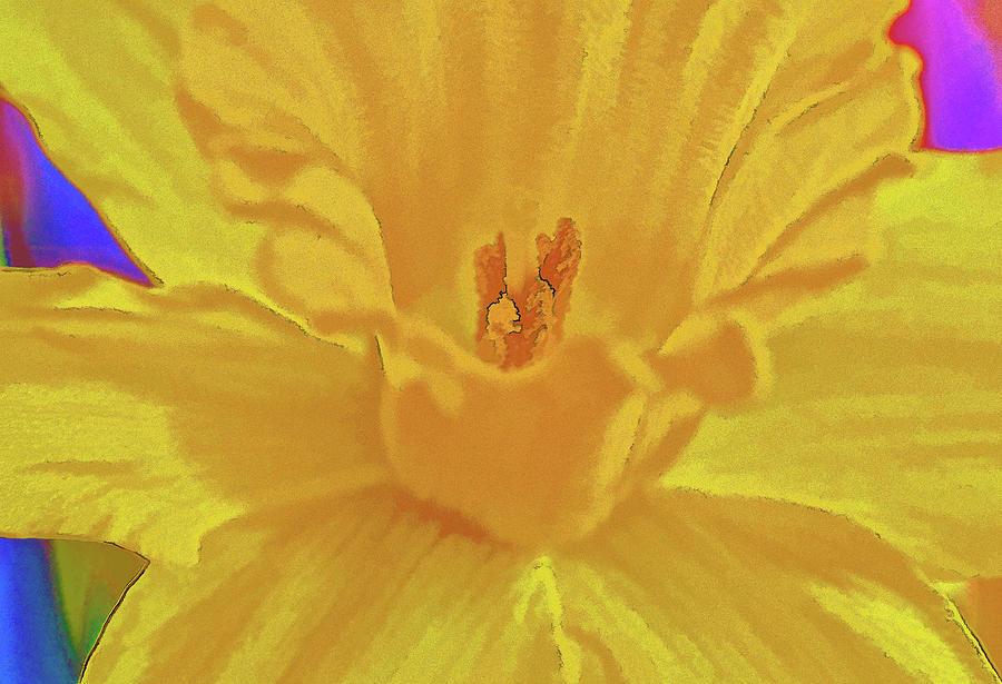 Daffodil in Spring Photograph by Charles Muhle