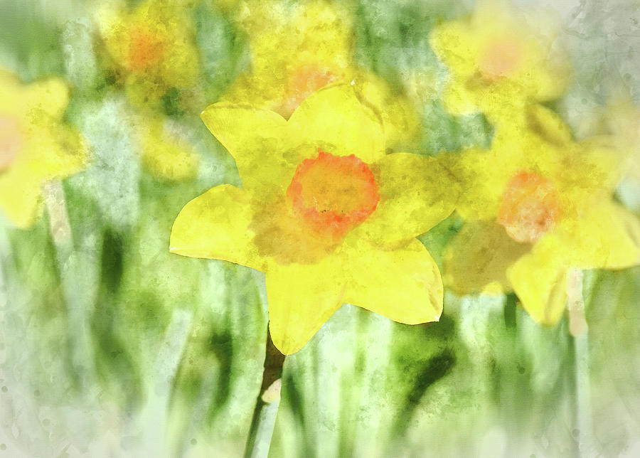 Daffodil in Spring - Digital Art Watercolor Photograph by Brandon Bourdages