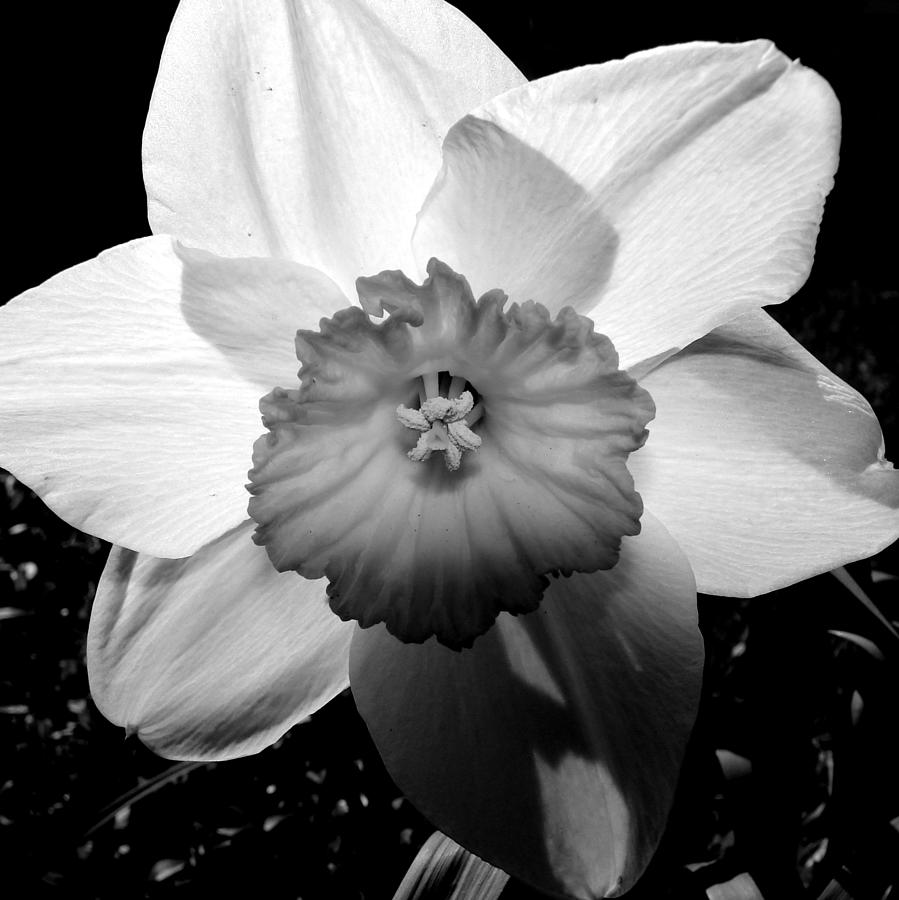 Daffodil in Springtime Photograph by Michelle Calkins