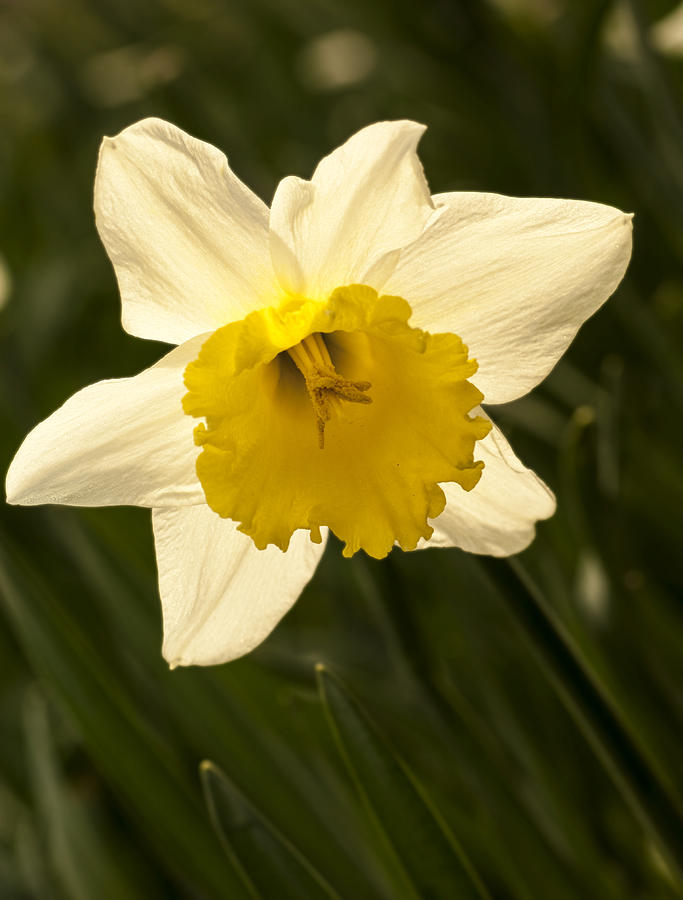 Daffodil in the sunlight. Photograph by John Paul Cullen - Fine Art America