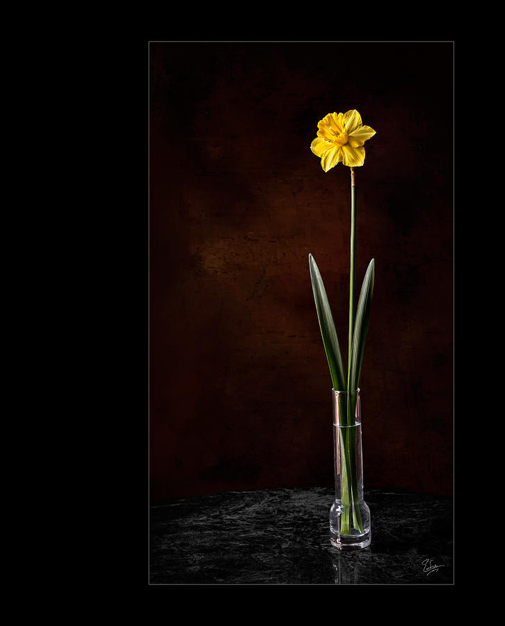 Daffodil In Vase Photograph by Endre Balogh