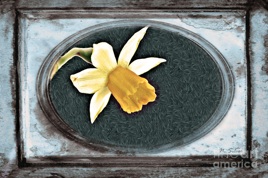 Daffodil in Vintage Film Frame Photograph by Nina Silver