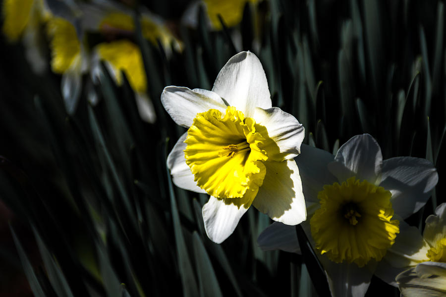 Daffodil Photograph by Jay Stockhaus