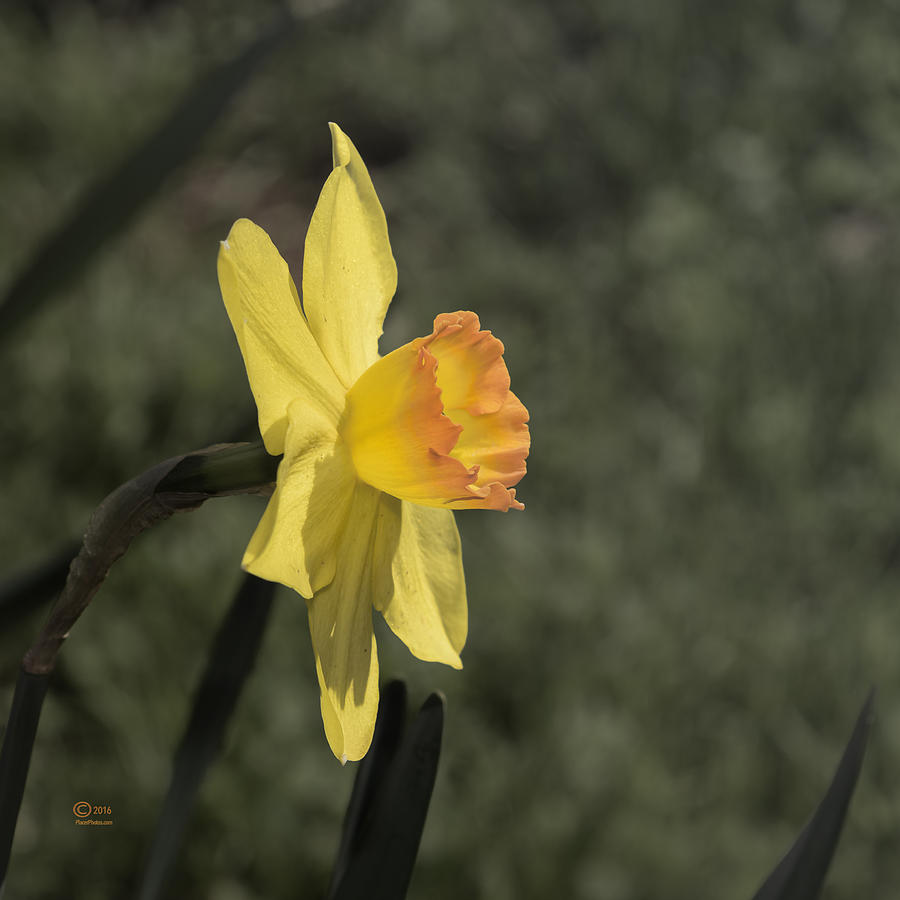 Daffodil Photograph by Jim Thompson