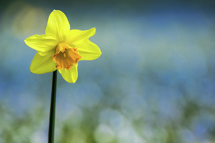 Flowers Still Life Photograph - Daffodil by Johannes Erlandsson