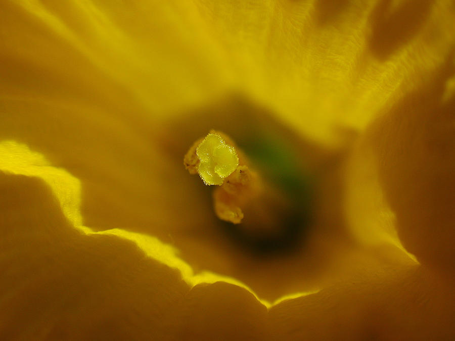 Daffodil Photograph by Juergen Roth