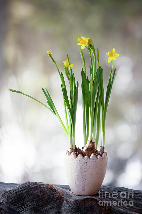 Daffodil Photograph by Kati Finell