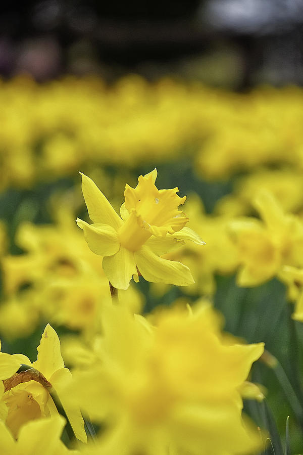 Daffodil Photograph by Kuni Photography