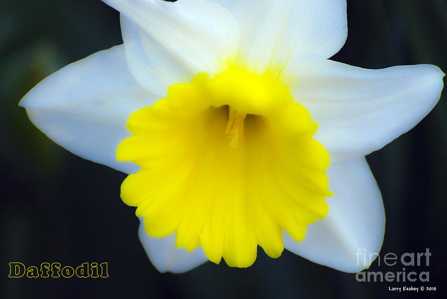 Daffodil Photograph by Larry Keahey