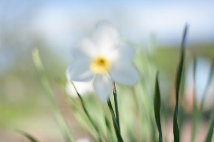 Daffodil Lightness. Impressionism Photograph