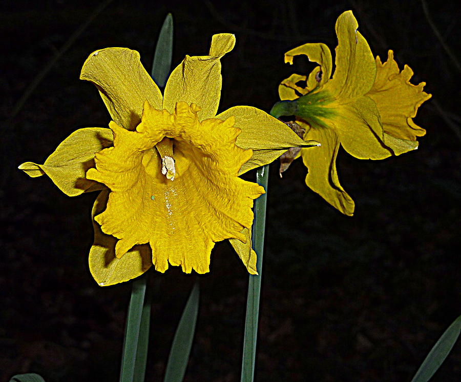 Daffodil Photograph by Lukasz Ryszka