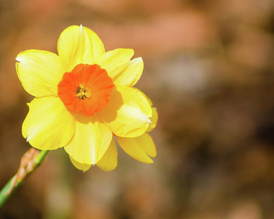 Daffodil Photograph by Lynne Jenkins