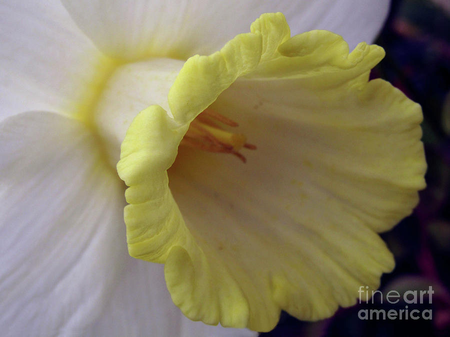 Daffodil Macro Photograph by Kim Tran
