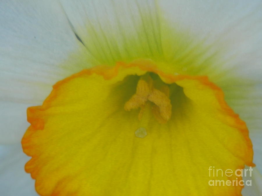 Flower Photograph - Daffodil Macro by William Presley