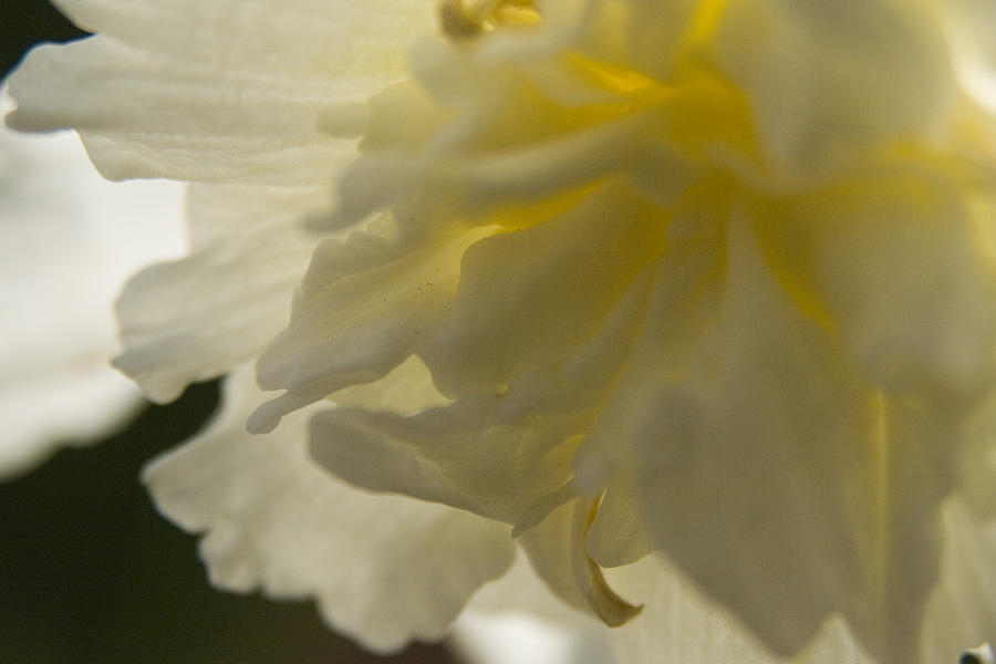 Spring Photograph - Daffodil  by Margaret Denny