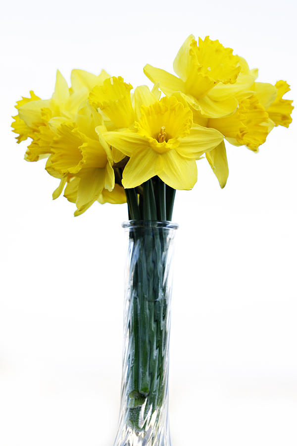 Spring Photograph - Daffodil by Marilyn Hunt