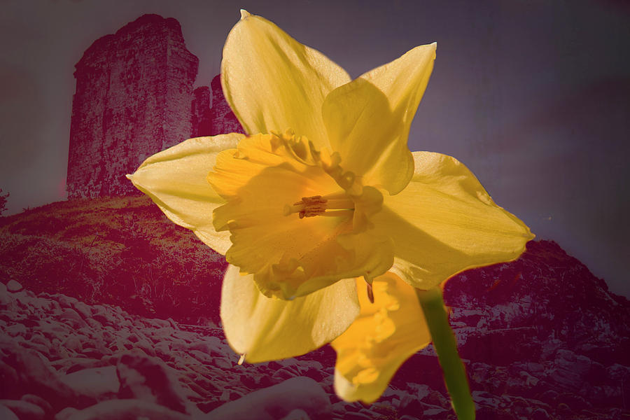 Daffodil minnard #f9 Photograph by Leif Sohlman