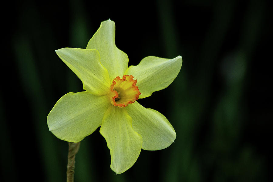 Daffodil Photograph by Morgan Wright