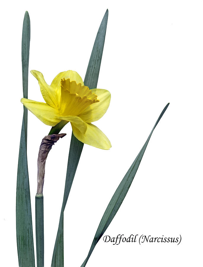 Spring Photograph - Daffodil - Narcissus by Nikolyn McDonald