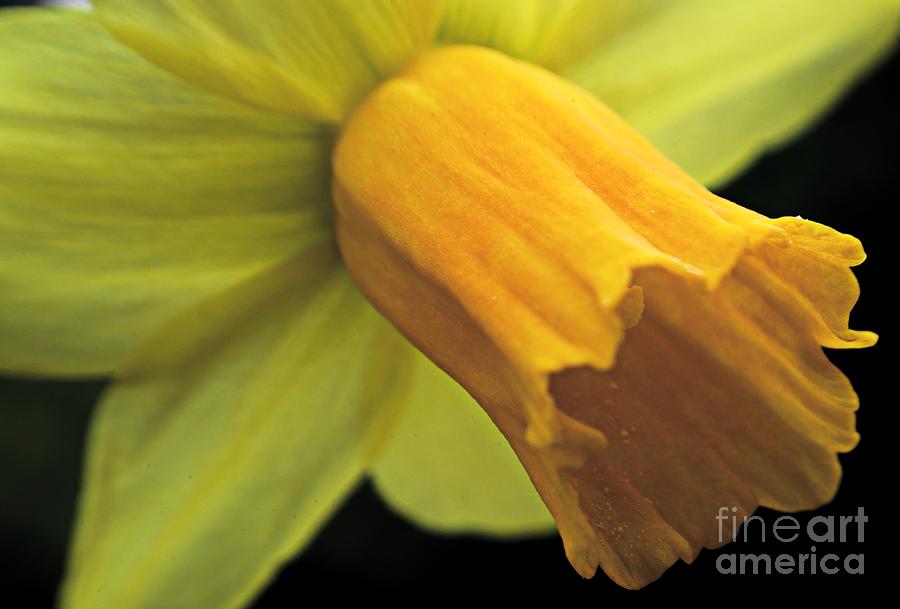 Daffodil - Narcissus - Portrait Photograph by Martyn Arnold