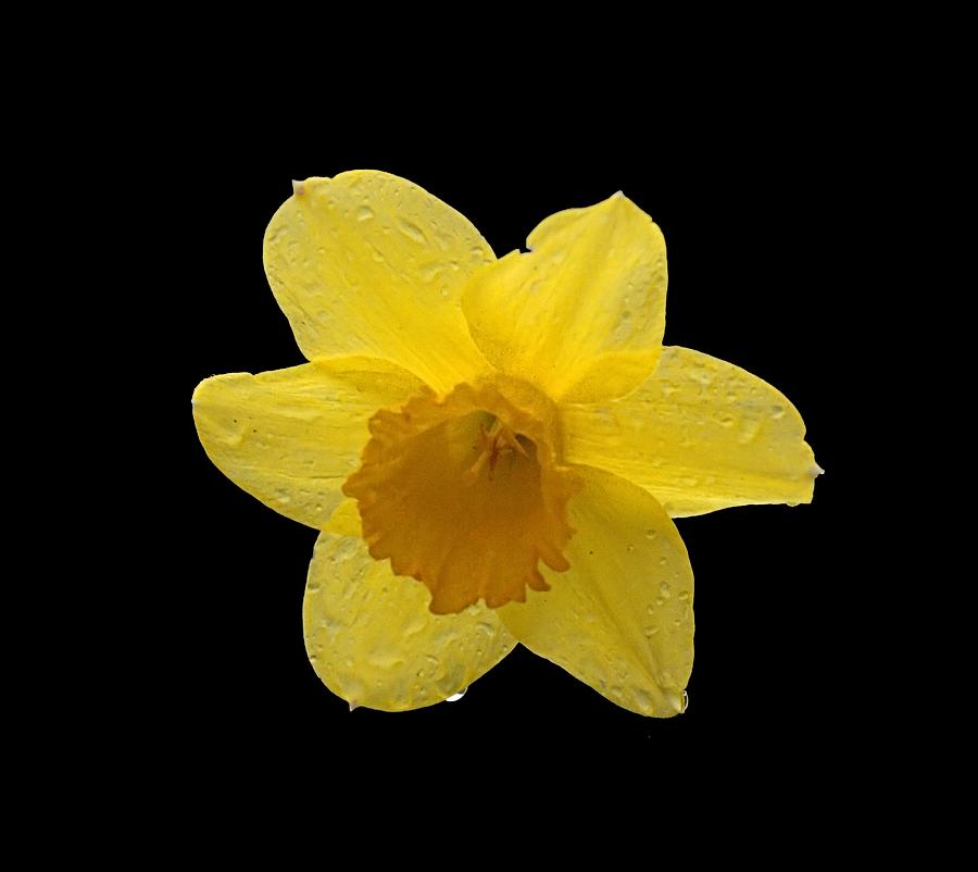 Daffodil Photograph by  Newwwman