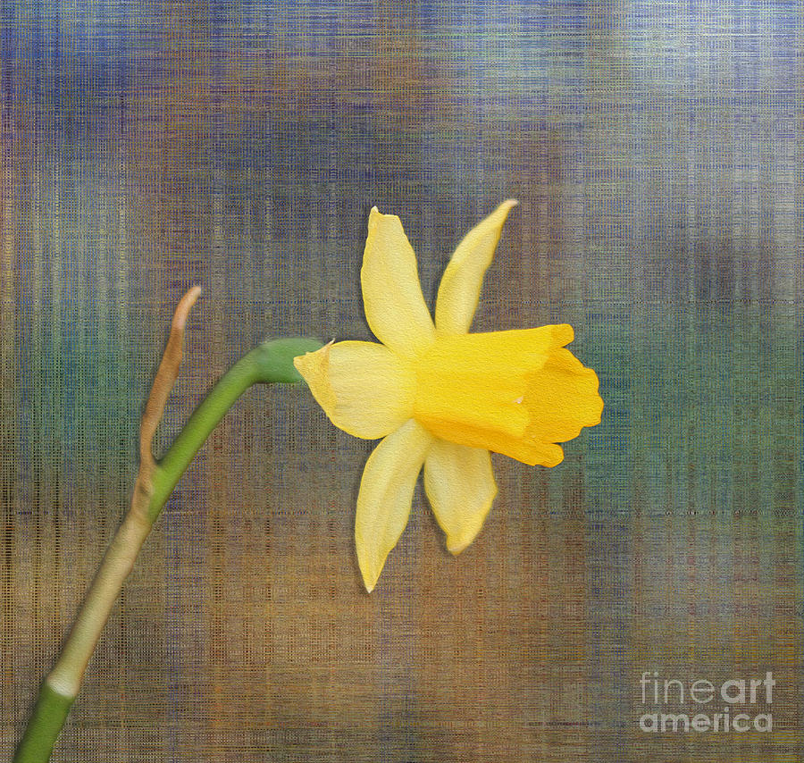 Daffodil on Digital Linen Photograph by Nina Silver