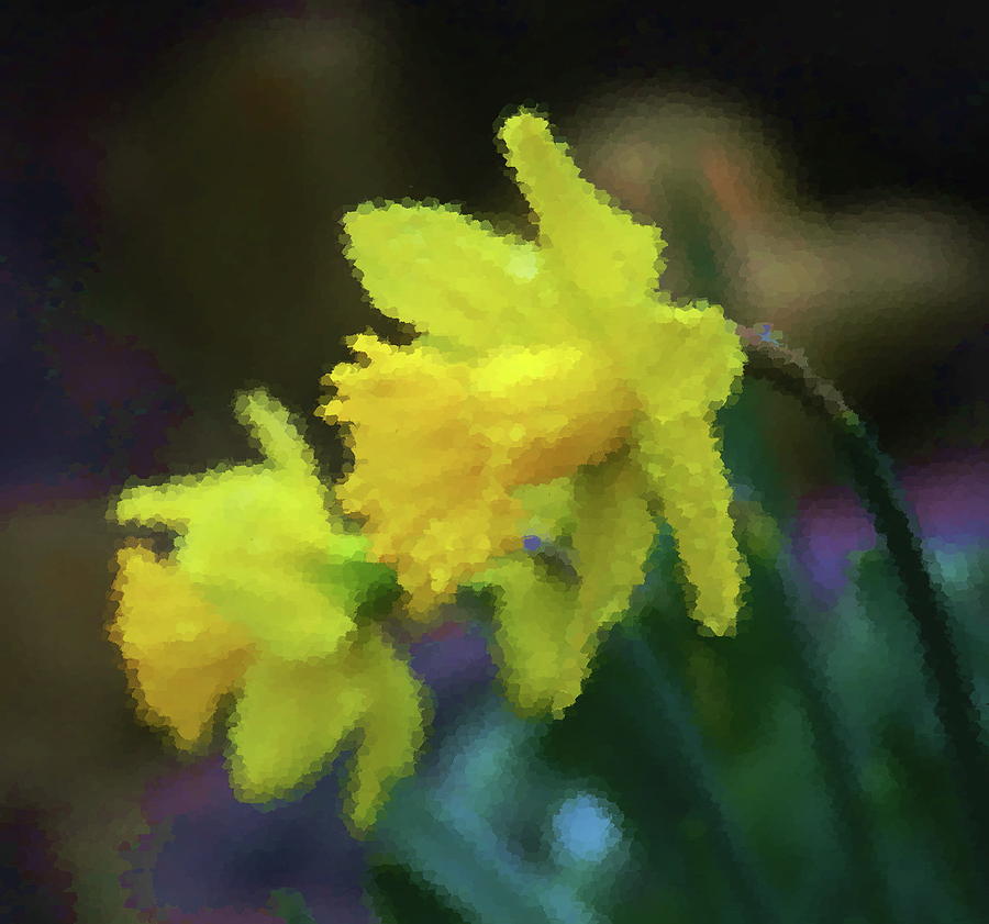 Flower Photograph - Daffodil Pair 3 by Cathy Lindsey