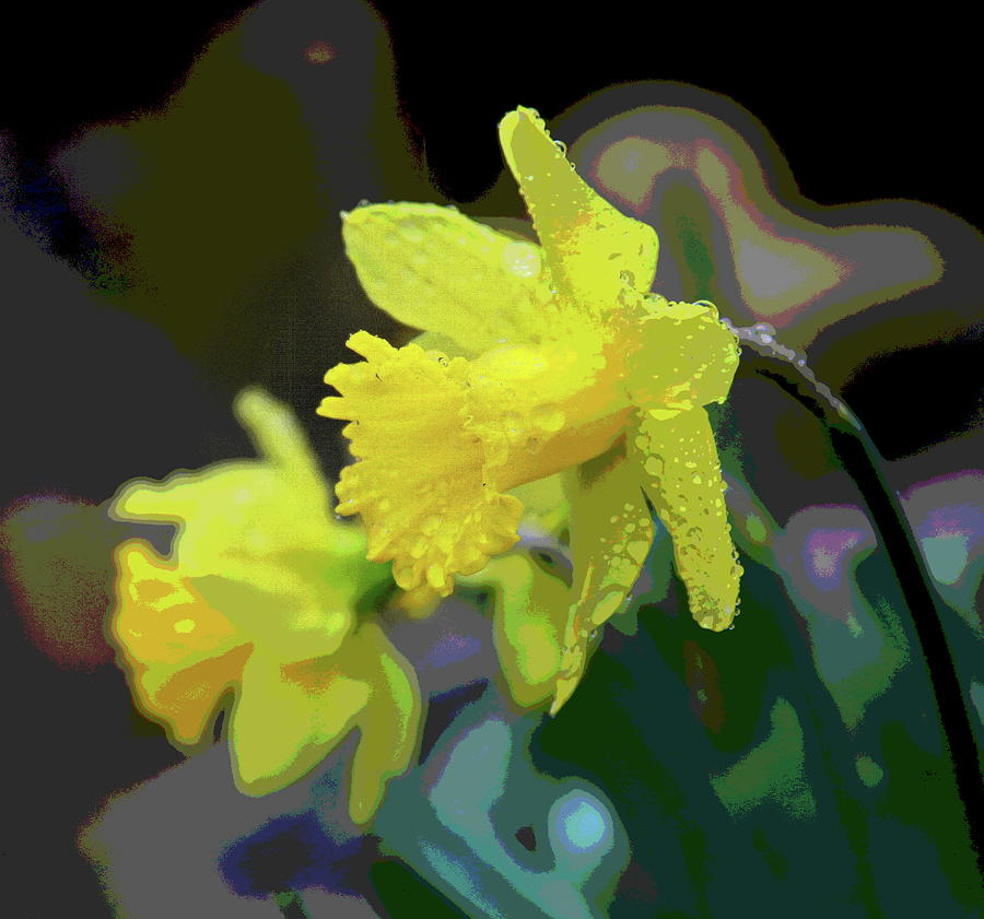 Flower Photograph - Daffodil Pair 4 by Cathy Lindsey
