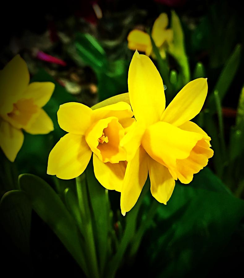 Daffodil Pair Photograph By Donna Cain Fine Art America