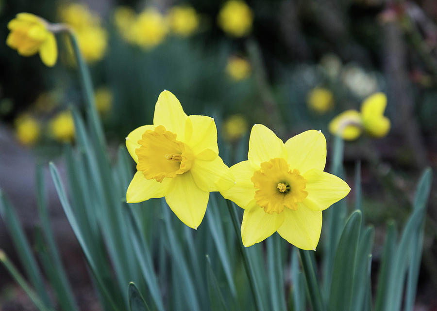 Daffodil Pair Photograph by Tran Boelsterli - Fine Art America