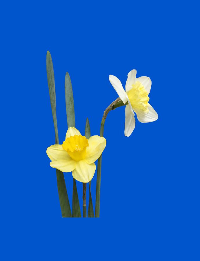 Spring Photograph - Daffodil Pair - Transparent by Nikolyn McDonald