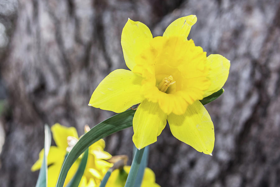Daffodil Photograph by Pamela Williams