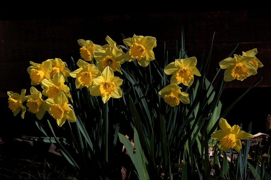 Flower Photograph - Daffodil Party by Donna Kennedy