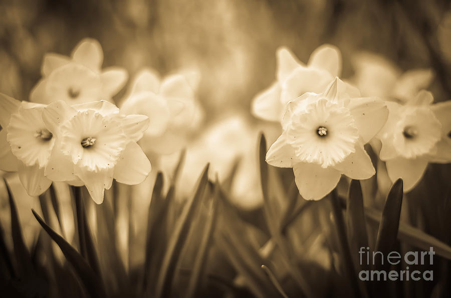 Daffodil Patch Sepia Photograph by Alissa Beth Photography