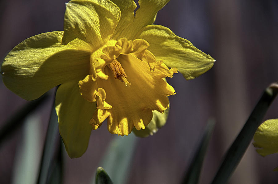 Daffodil Photograph by Phil Koch