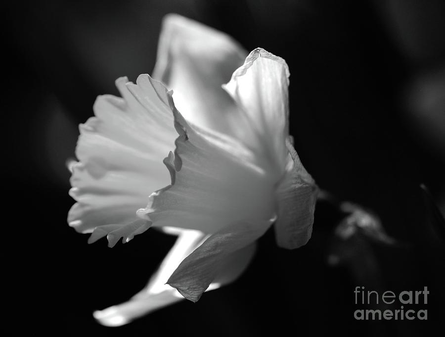 Daffodil Profile BW Left Photograph by Cindy Manero