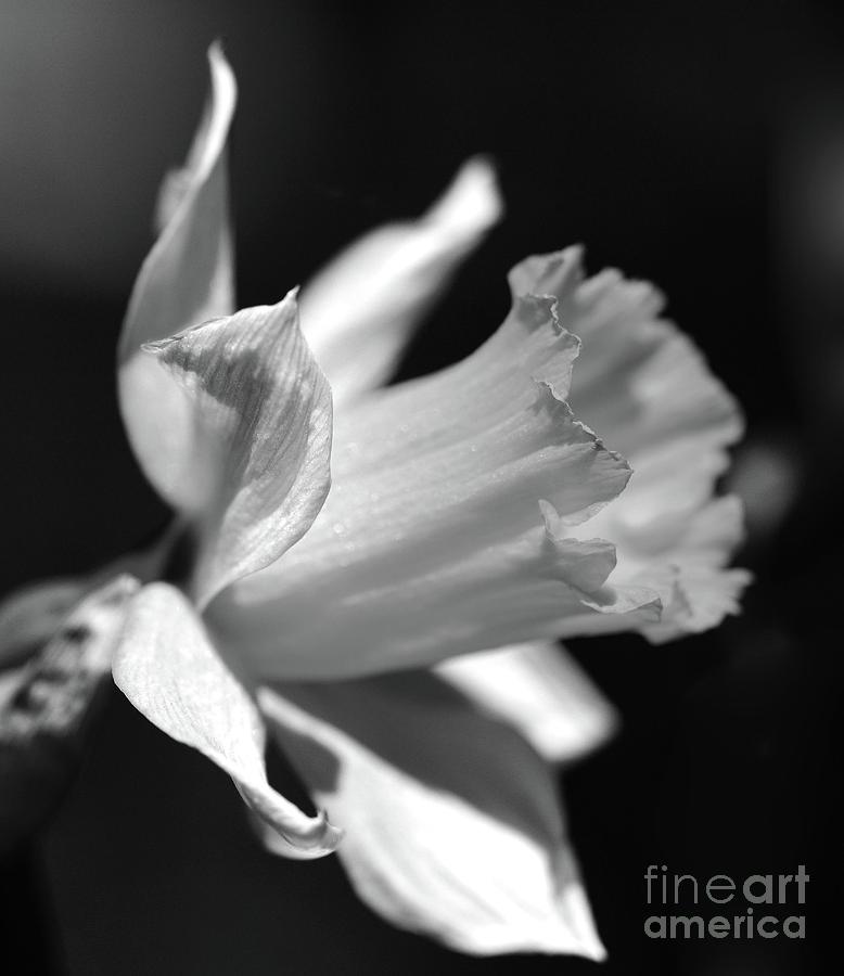 Daffodil Profile BW Right Photograph by Cindy Manero