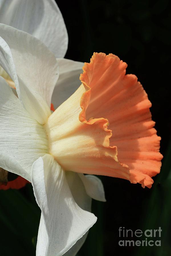 Daffodil Profile Photograph by Cindy Manero