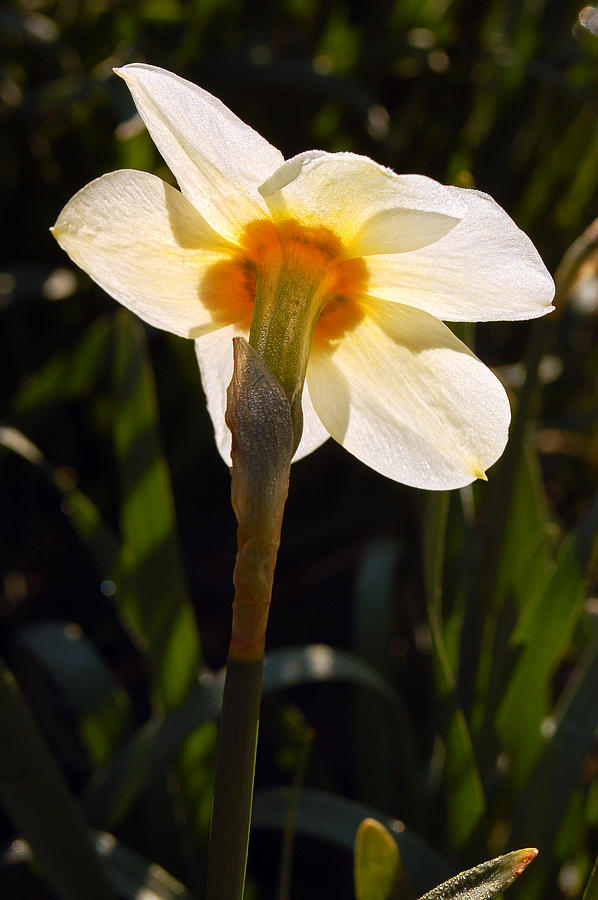Daffodil Profile Photograph by James Kirkikis