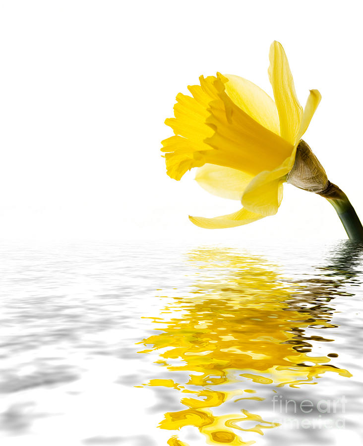 Daffodil reflected Photograph by Jane Rix