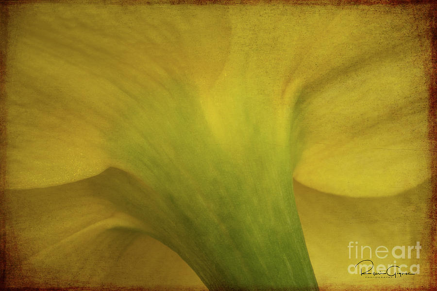 Nature Photograph - Daffodil by Rene Gignac