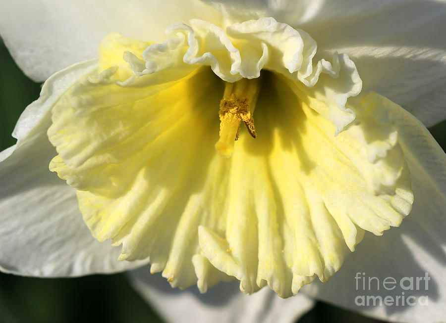 Daffodil Ruffles Photograph by Karen Adams