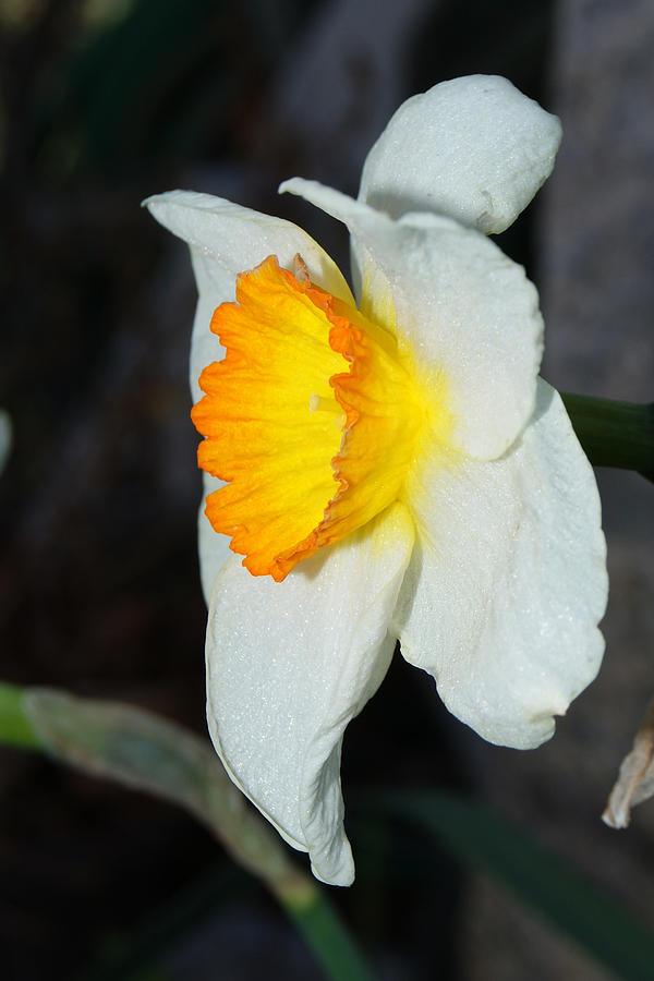 Daffodil Season       1 Photograph by Margie Avellino