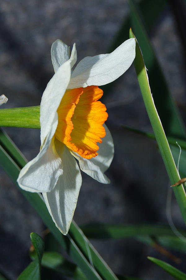 Daffodil Season       2 Photograph by Margie Avellino