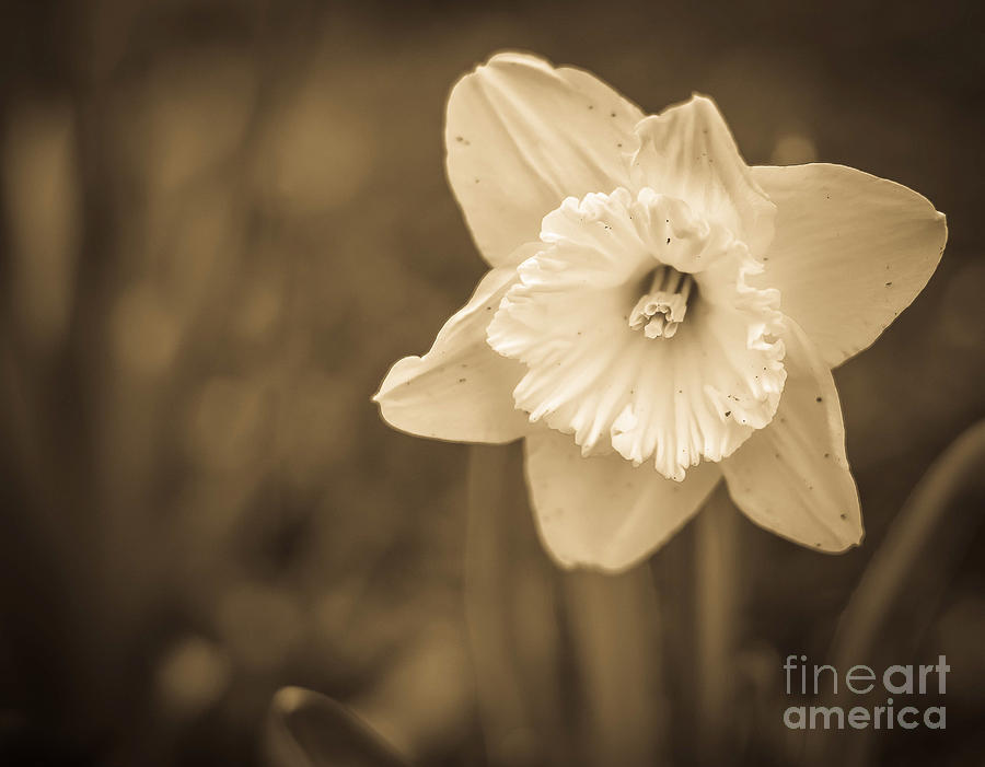 Daffodil Sepia Photograph by Alissa Beth Photography