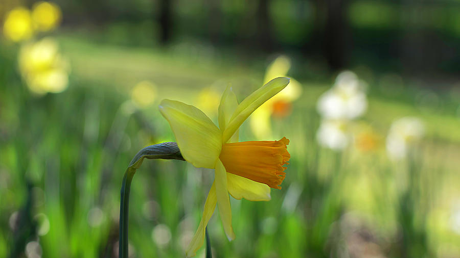 Daffodil Side Profile Photograph by Keith Smith - Fine Art America