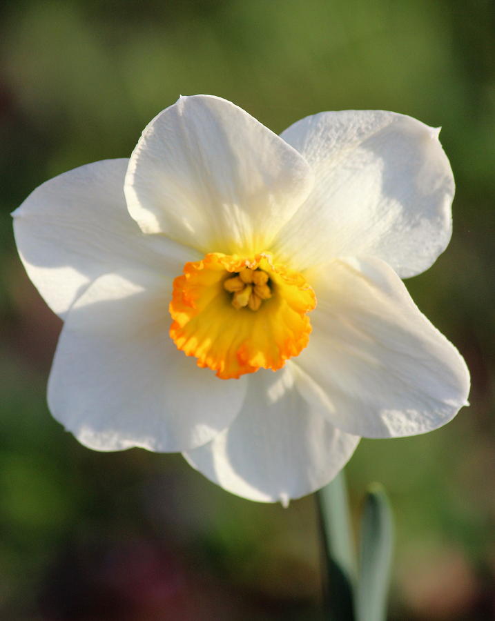 Daffodil Smile Photograph by Rosanne Jordan - Fine Art America