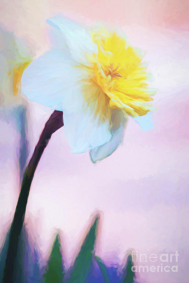 Daffodil Smiling at the Sky Photograph by Anita Pollak