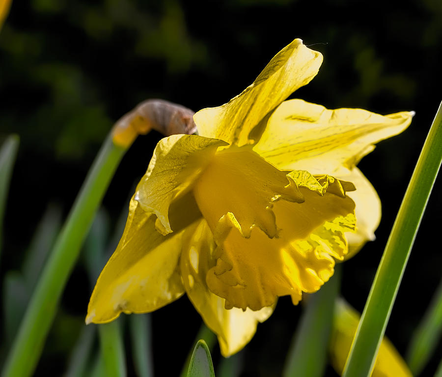 Daffodil spring 2014 Photograph by Leif Sohlman