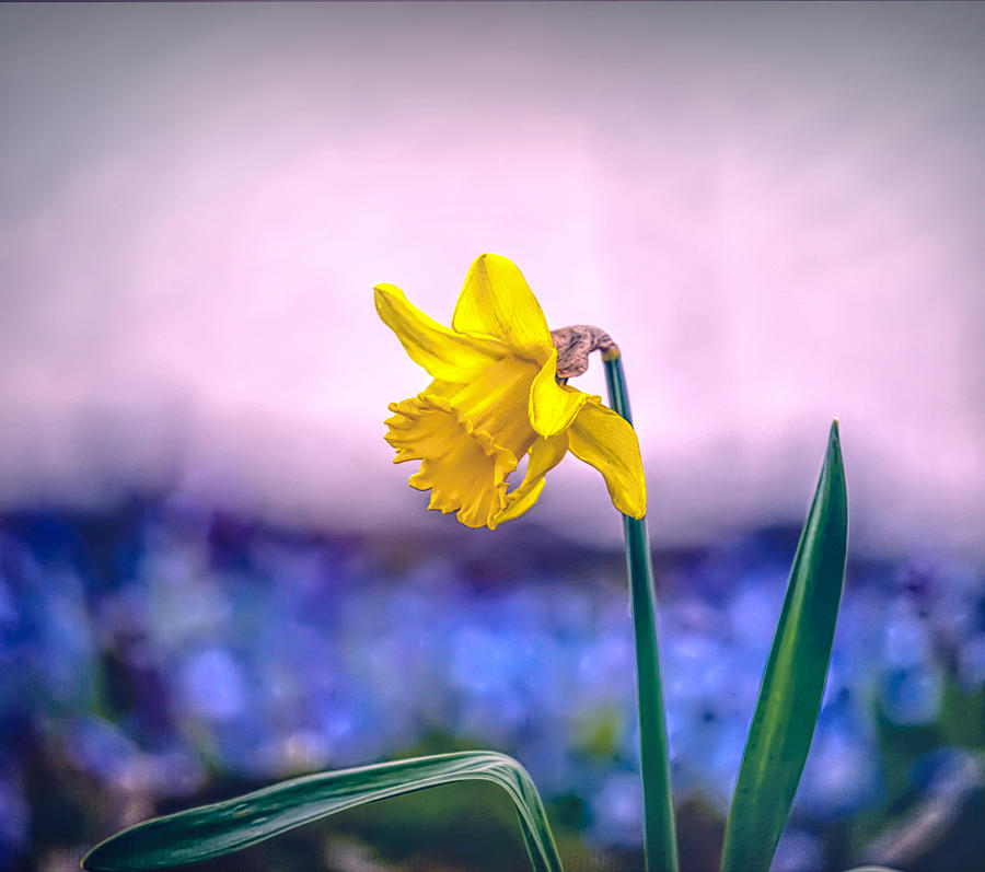 Daffodil spring 2016 Photograph by Leif Sohlman